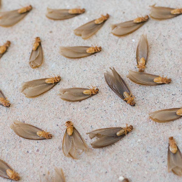 Florida Termites Pics Termites Swarming In Florida SUYQ